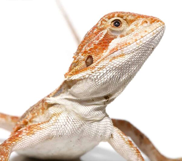 Baby Brown Sugar Cinnamon Bearded Dragon For Sale