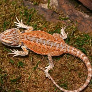 Baby Cinnamon Coffee Bearded Dragon For Sale