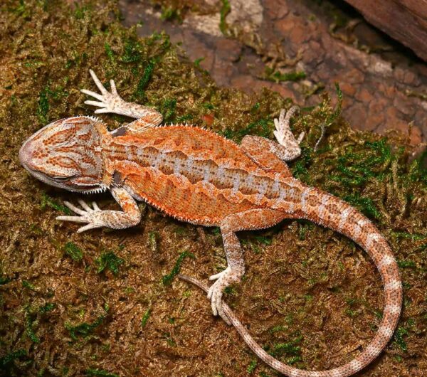 Baby Cinnamon Coffee Bearded Dragon For Sale