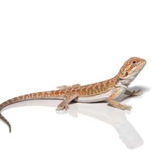 Baby Florida Orange Leatherback Bearded Dragon For Sale