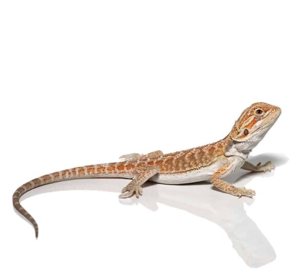 Baby Florida Orange Leatherback Bearded Dragon For Sale