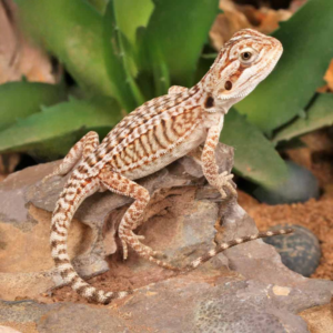 Baby Genetic Stripe Leatherback Bearded Dragon For Sale
