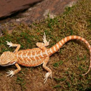 Baby Ginger Dream Bearded Dragon For Sale