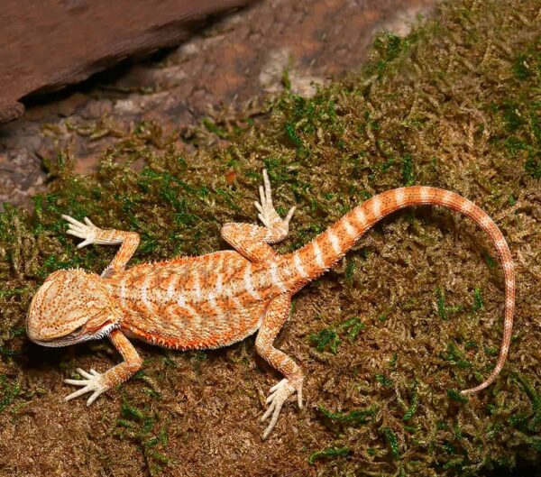 Baby Ginger Dream Bearded Dragon For Sale