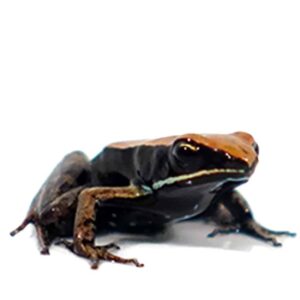 Baby Golden Mantella For Sale