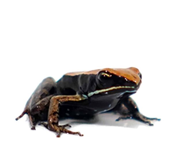 Baby Golden Mantella For Sale