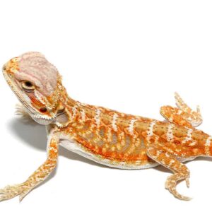 Baby Grapefruit Blue Bar Bearded Dragon For Sale
