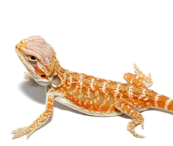 Baby Grapefruit Blue Bar Bearded Dragon For Sale