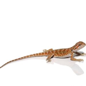 Baby Hypo Creamsicle Bearded Dragon For Sale