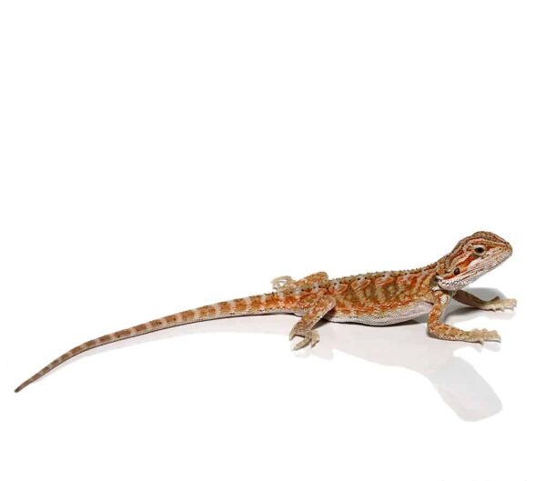 Baby Hypo Creamsicle Bearded Dragon For Sale