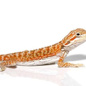 Baby Hypo Marigold Bearded Dragon For Sale