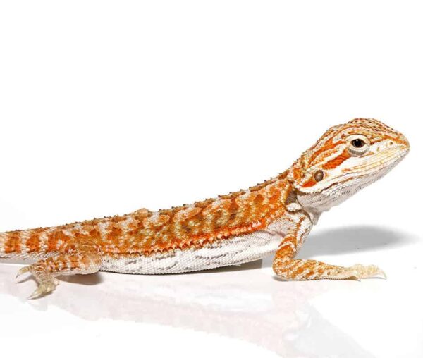 Baby Hypo Marigold Bearded Dragon For Sale