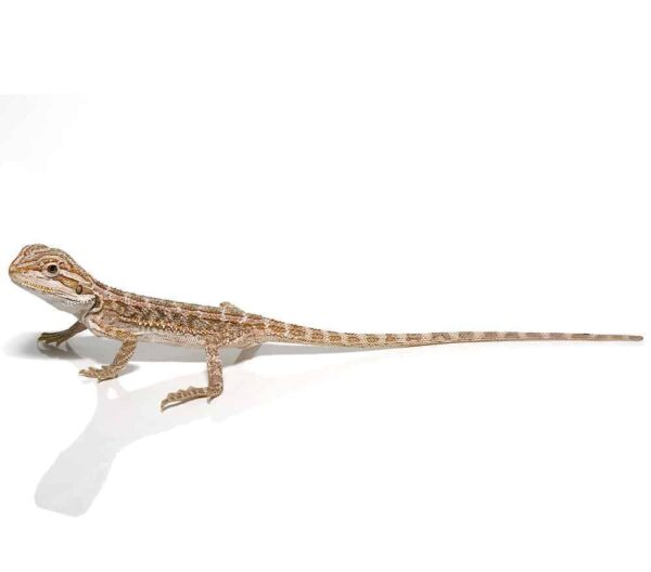 Baby Hypo Striped Bearded Dragon For Sale