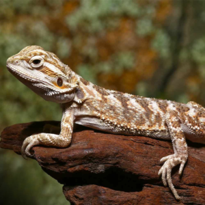Baby Lemon Drop Bearded Dragon For Sale