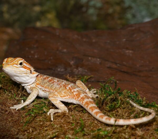 Baby Lemongrass Bearded Dragon For Sale