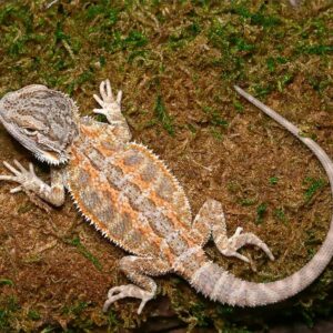 Baby Silver Sunset Bearded Dragon For Sale