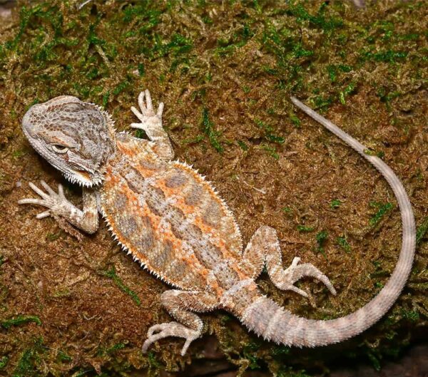 Baby Silver Sunset Bearded Dragon For Sale