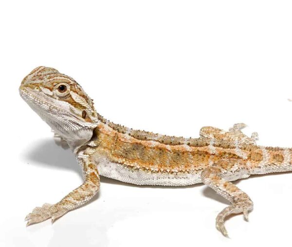 Baby Super Stripe Blue Bar Bearded Dragon For Sale