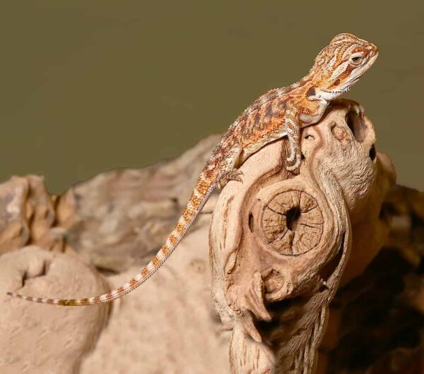 Baby Tiger Dream Bearded Dragon For Sale
