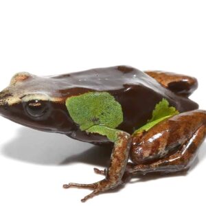 Beautiful Mantella For Sale