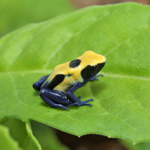 Citronella Tinctorius Dart Frog For Sale