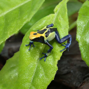 Cobalt Blue Tinctorius Dart Frog For Sale