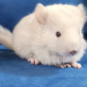 Chinchillas For Sale