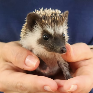 Hedgehog For Sale