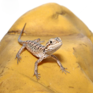 Hypo Silky Bearded Dragon For Sale