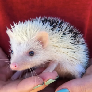 Hedgehog For Sale