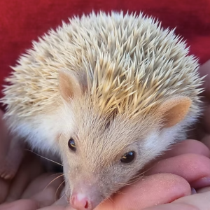 Hedgehog For Sale