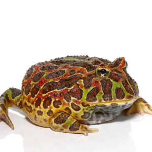 Jungle Red Ornate Pacman Frog For Sale