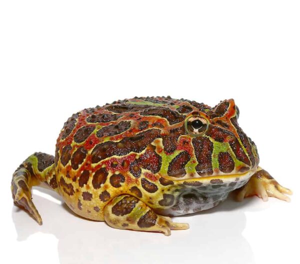Jungle Red Ornate Pacman Frog For Sale