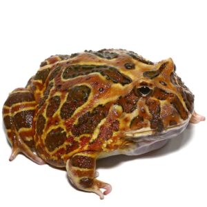 Juvenile Coffee Pacman Frog For Sale