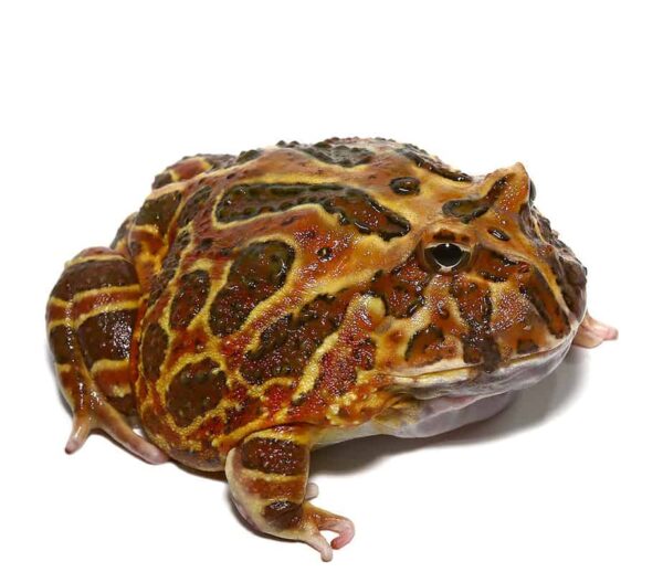 Juvenile Coffee Pacman Frog For Sale