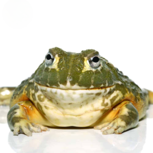 Juvenile Giant Pixie Frog For Sale