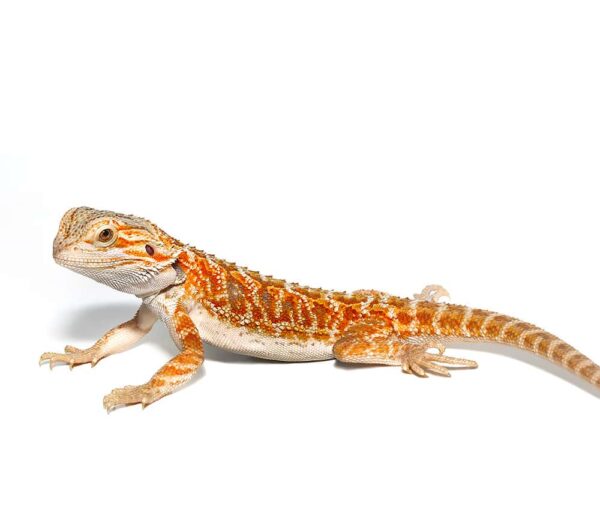 Juvenile Stratum Bearded Dragon For Sale