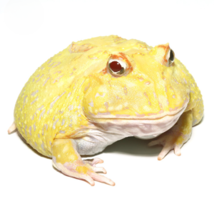 Juvenile Super Pikachu Pacman Frog For Sale