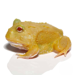Lime Green Super Pikachu Pacman Frog For Sale
