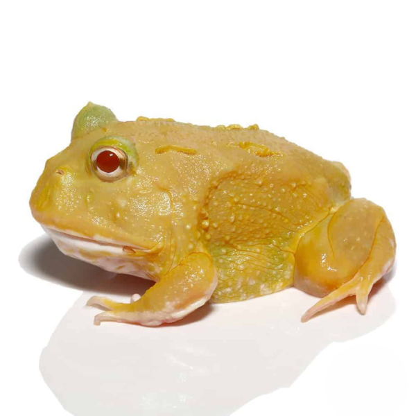 Lime Green Super Pikachu Pacman Frog For Sale