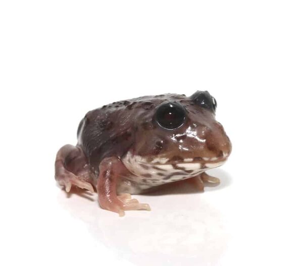 Mutant Black Eyed Calico Pacman Frog For Sale