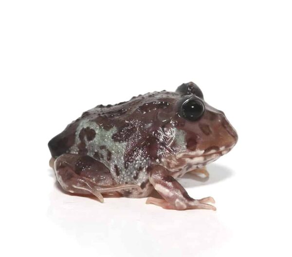 Mutant Black Eyed Nebula Pacman Frog For Sale
