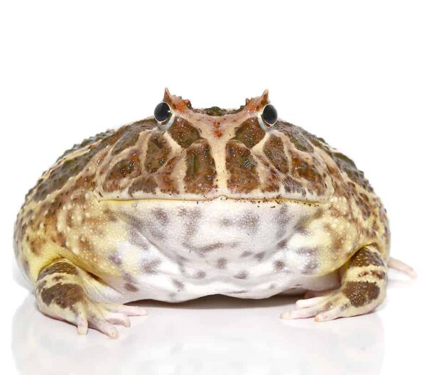 Non albino Strawberry Pacman Frog For Sale