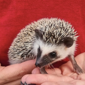Hedgehog For Sale