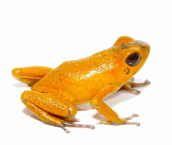 Orange Pumilio Dart Frog For Sale