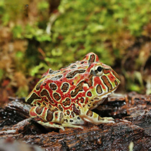 Ornate Pacman Frog For Sale