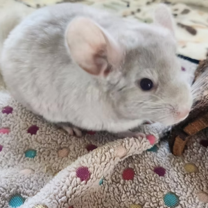 Chinchillas For Sale