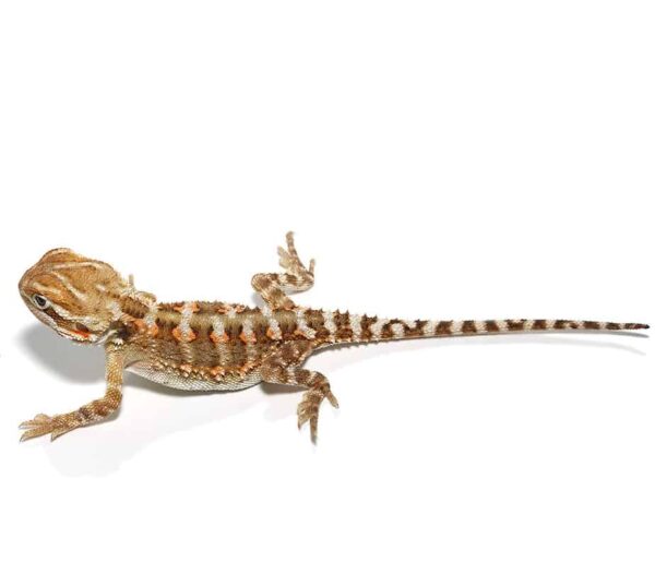 Rankins Dragon For Sale