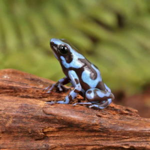 Super Blue Green Auratus Dart Frog For Sale