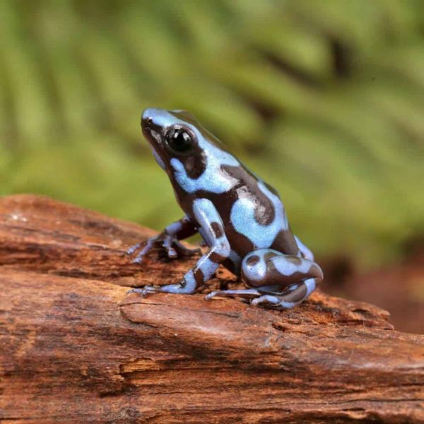 Super Blue Green Auratus Dart Frog For Sale